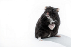 hamster-uh-oh