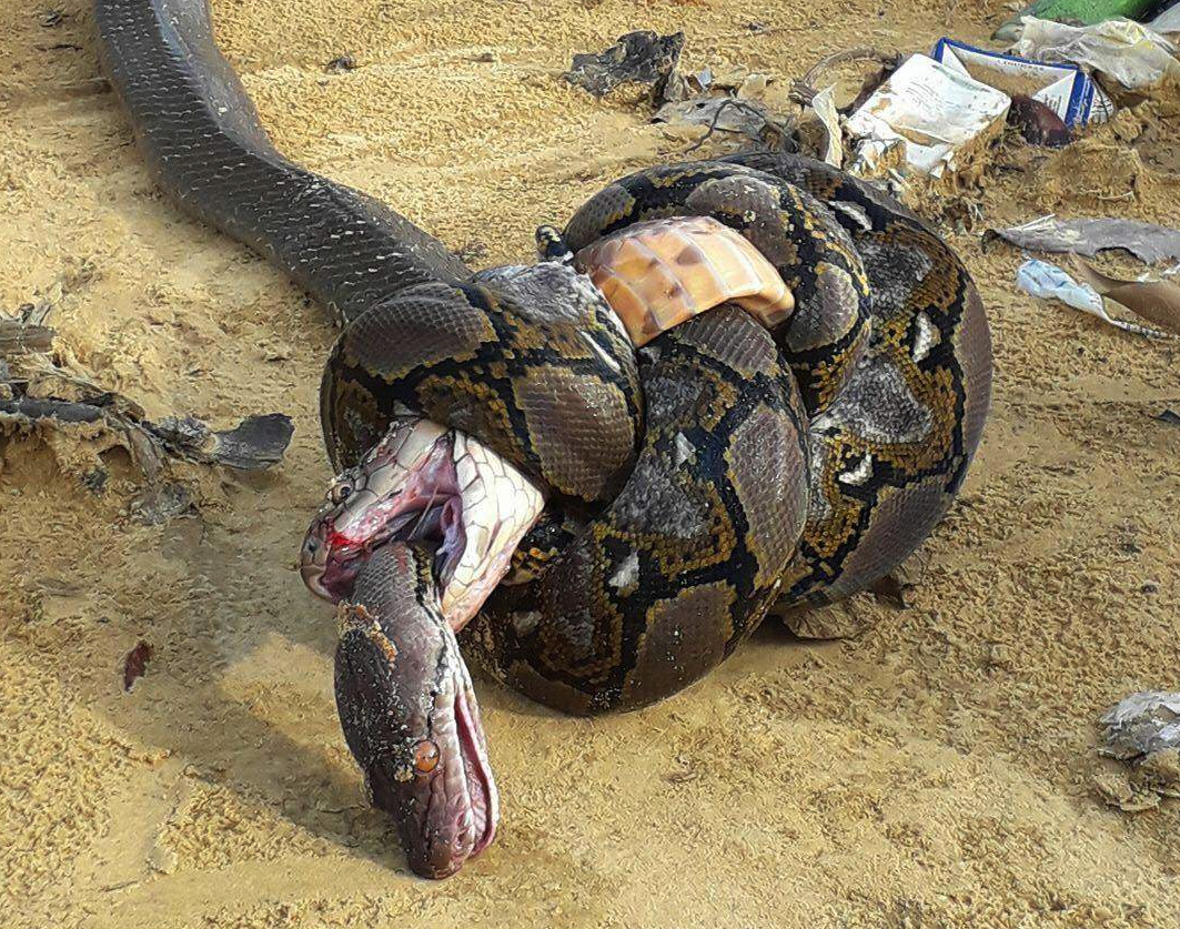 Python vs boa - independentr contractor misclassification and grubhub