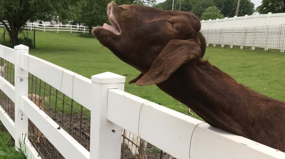 Goat independent contractor misclassification