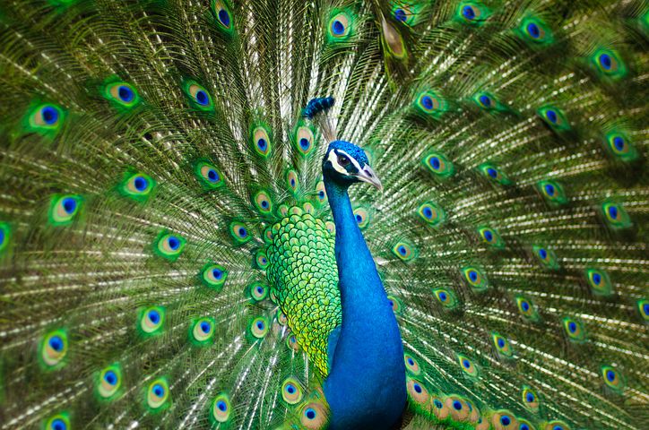 Independent contractor misclassification NLRB peacock