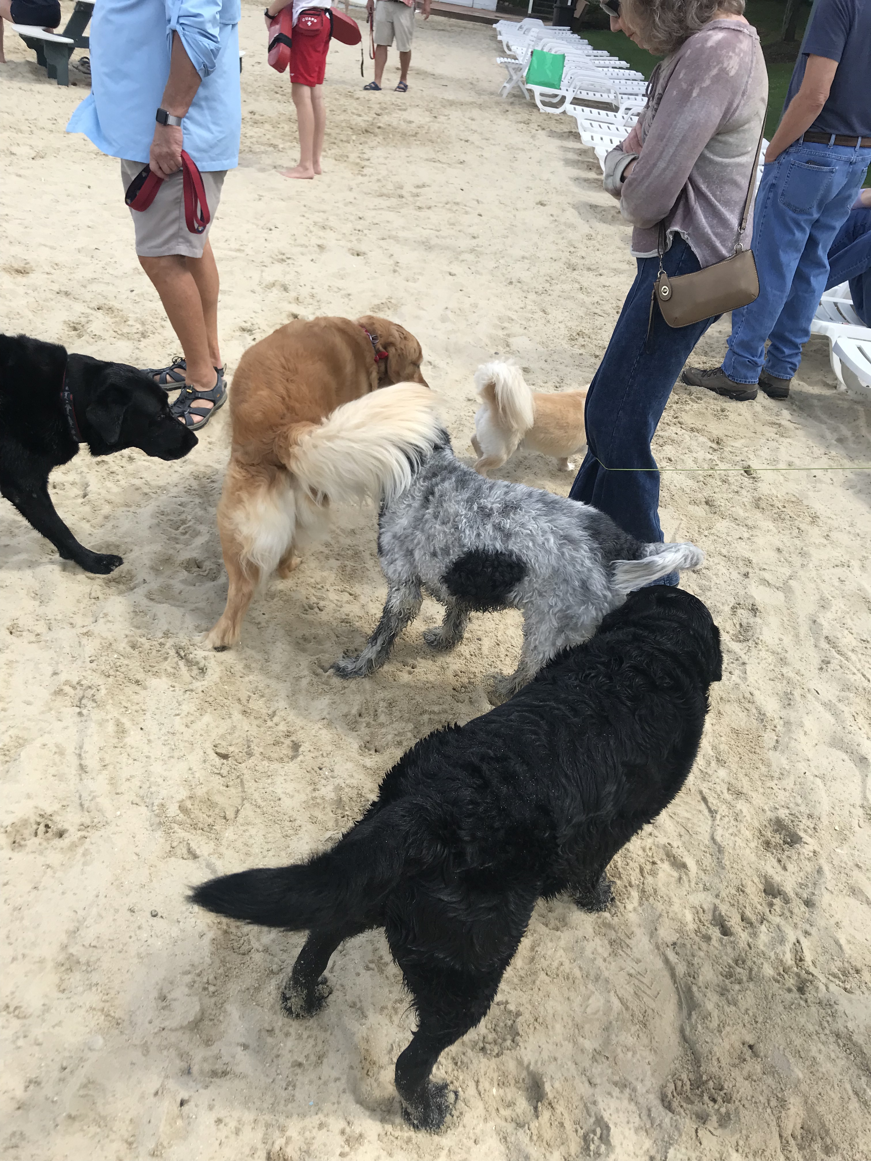 Joint employment dogs